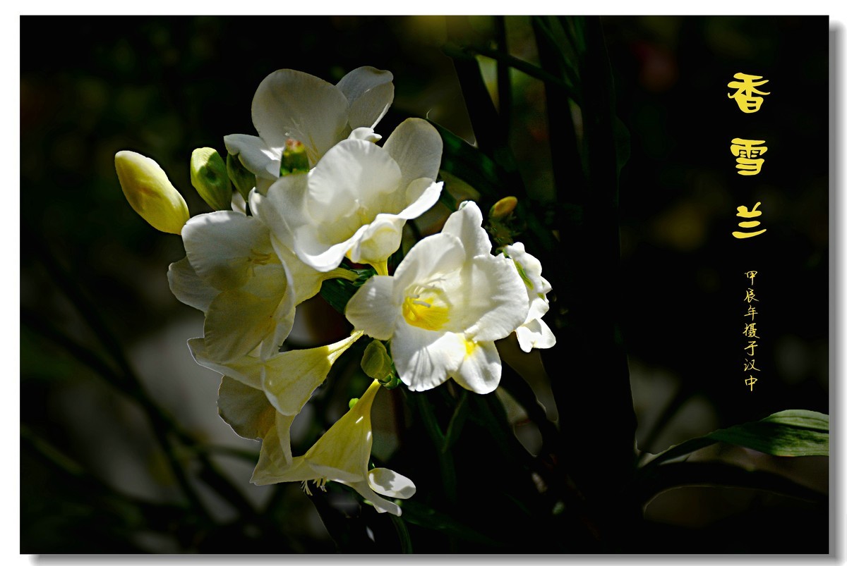 香雪兰（2024183）