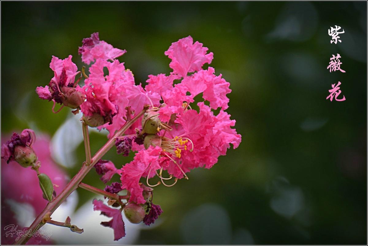 紫薇花（2024256）