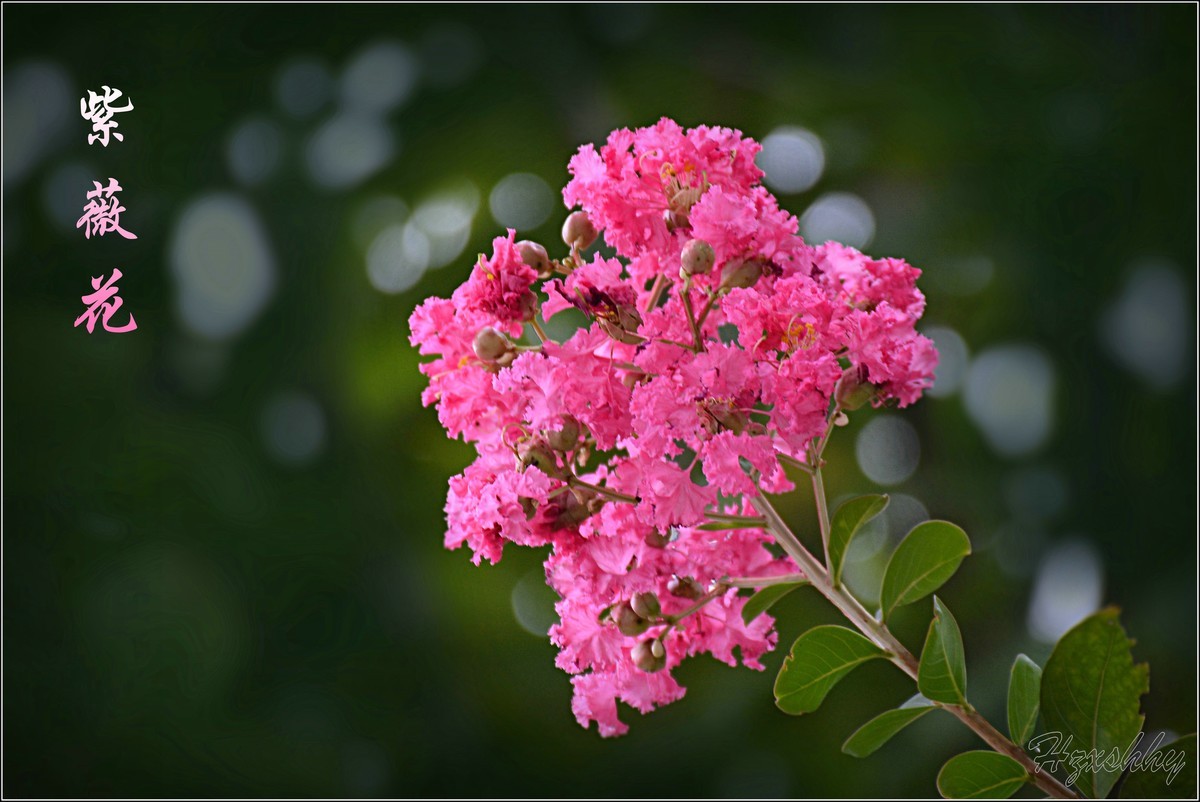 紫薇花（2024256）