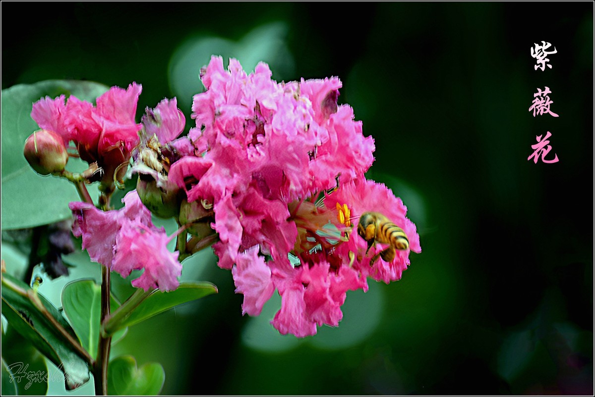 紫薇花（2024256）