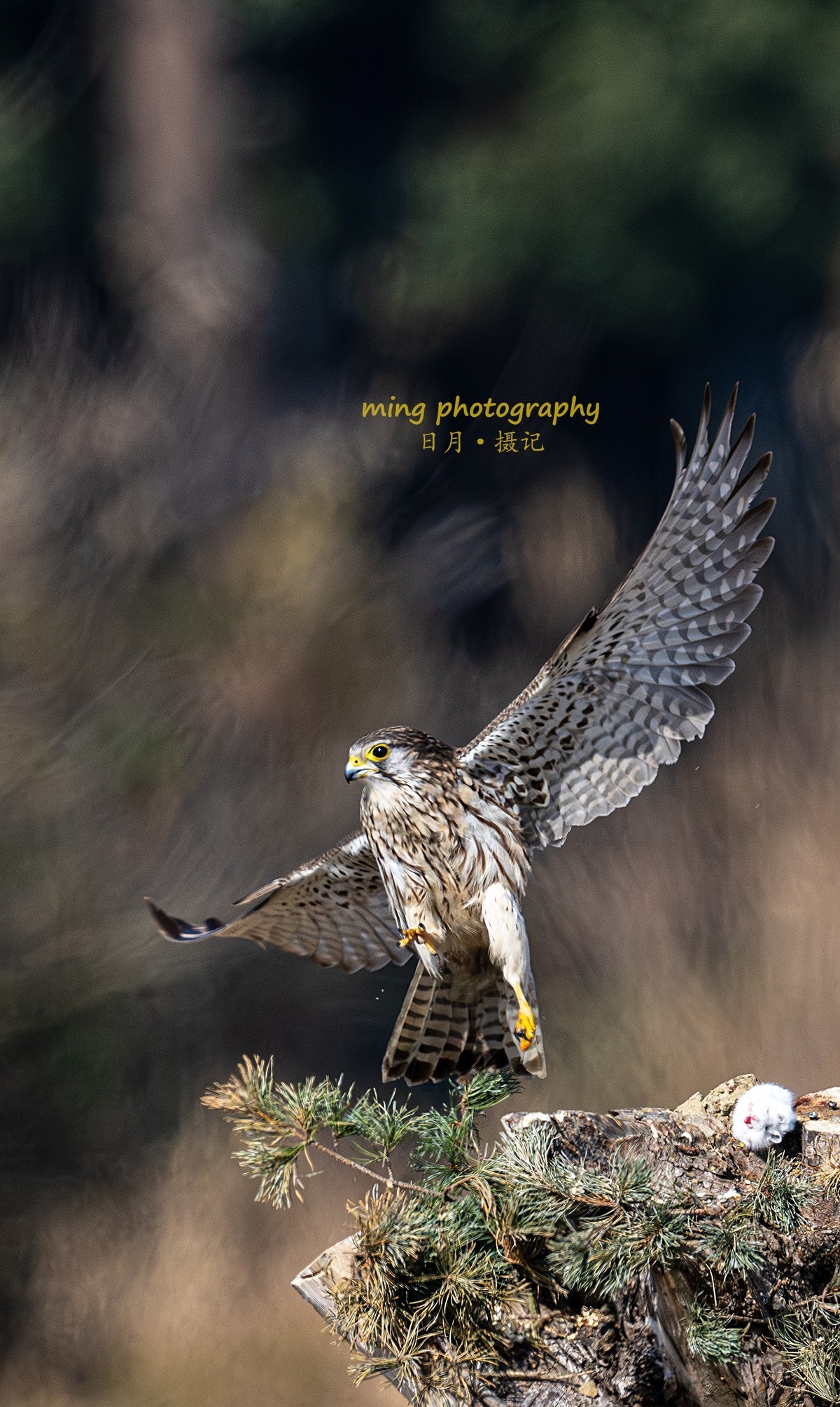 红隼-跟朋友拍摄于苏州