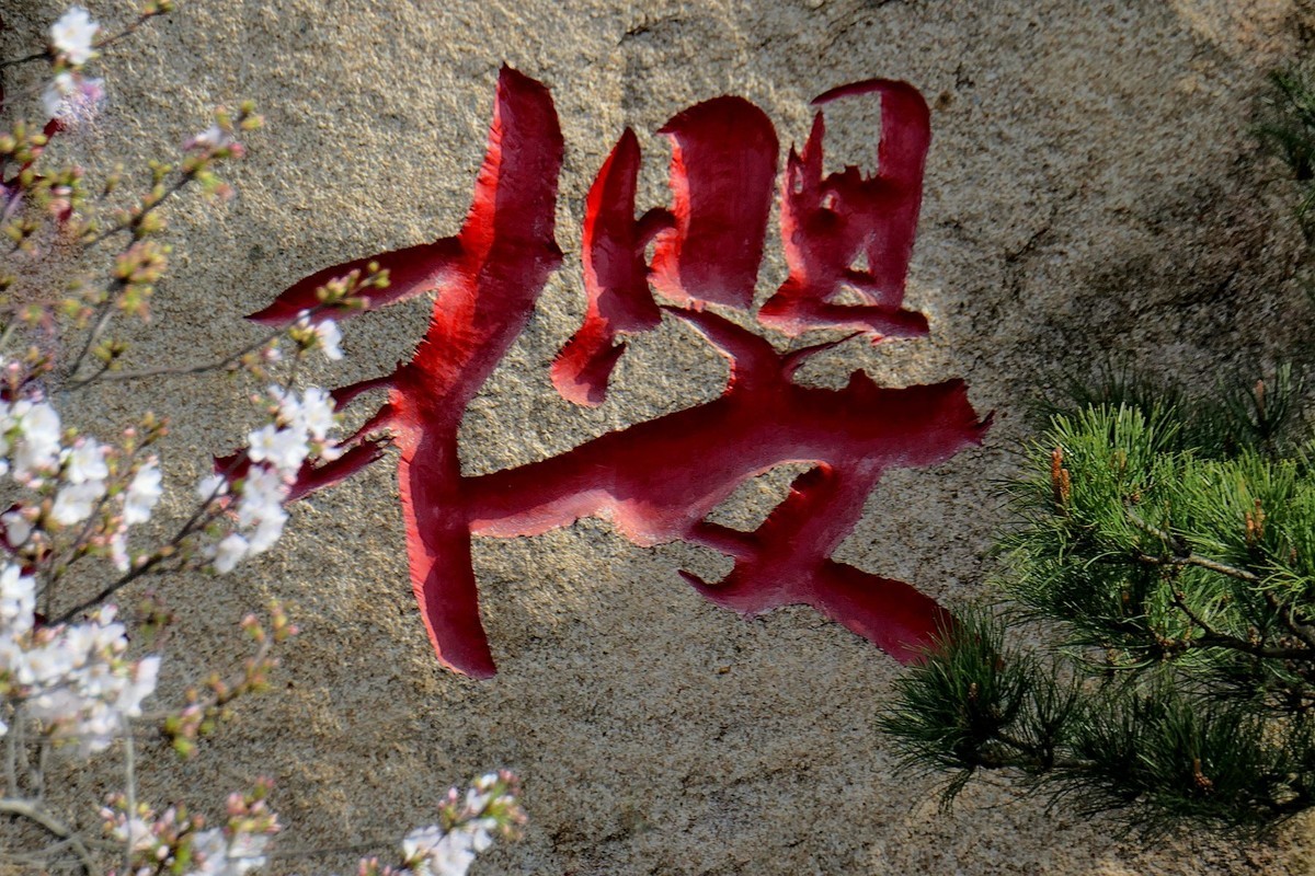 樱花盛开的时候一