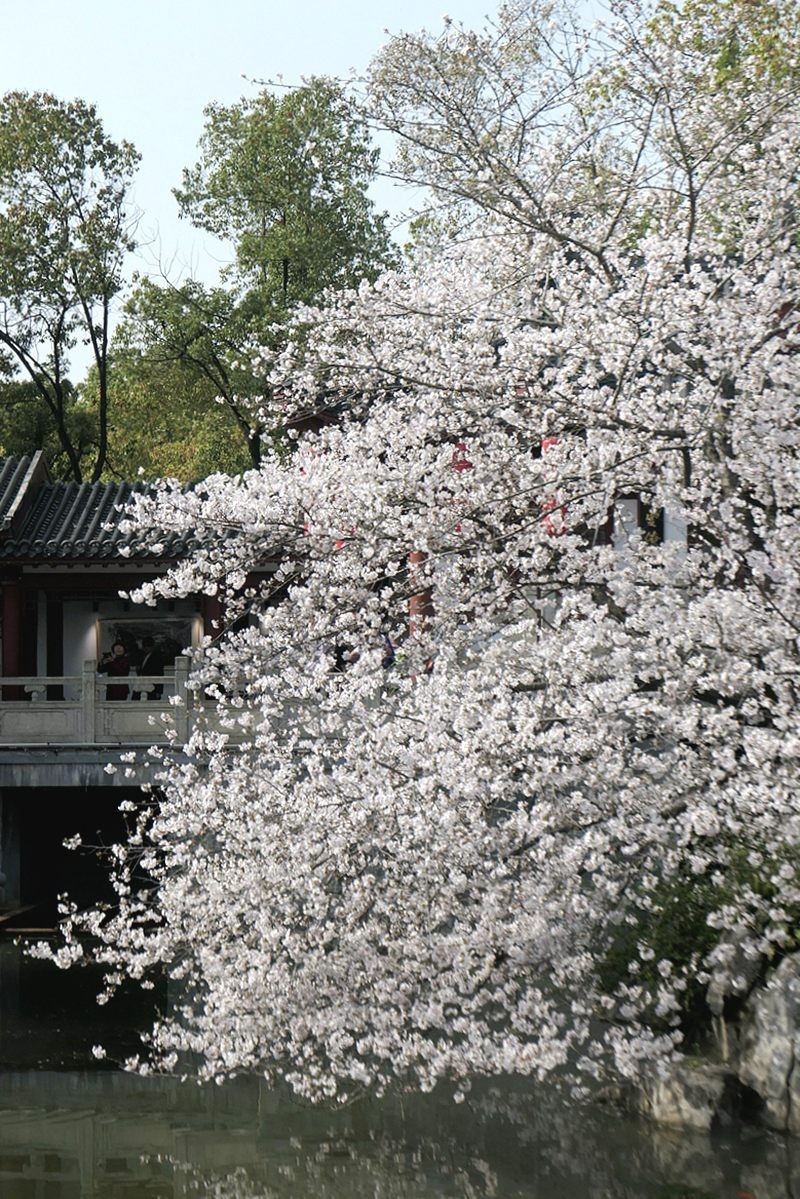樱花盛开的时候一