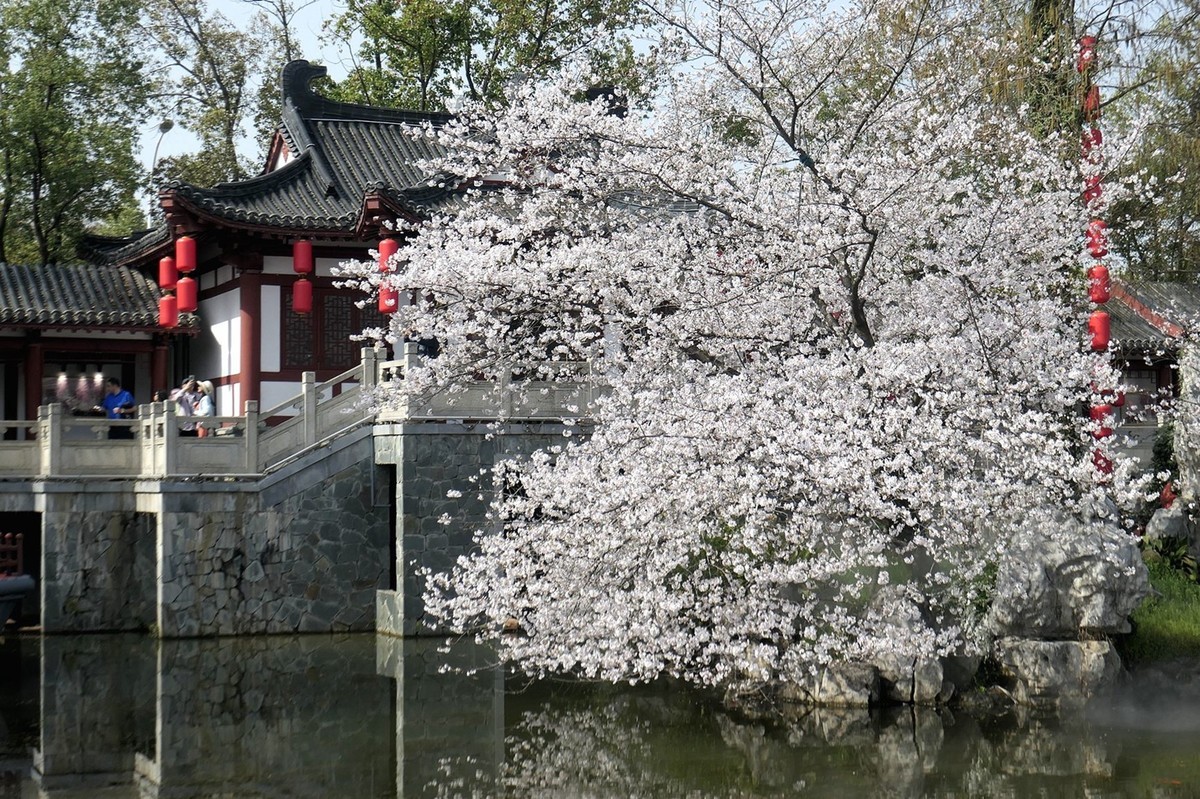 樱花盛开的时候一