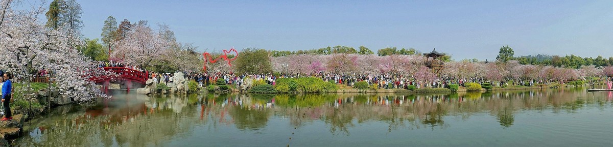 樱花盛开的时候一