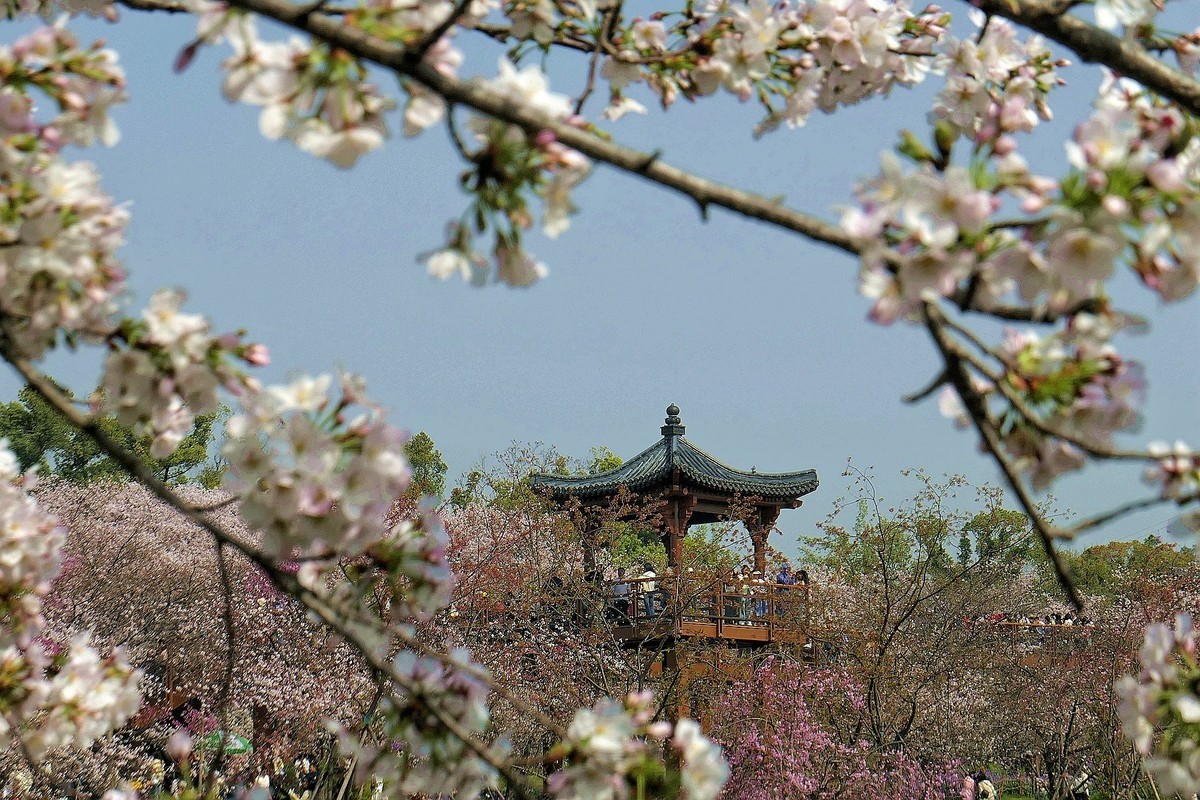 樱花盛开的时候一