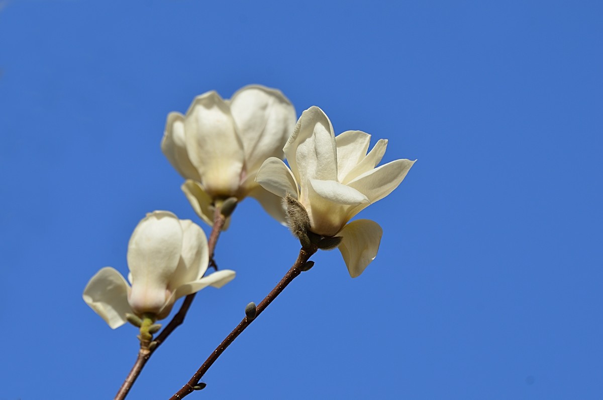 2025玉兰花（15）