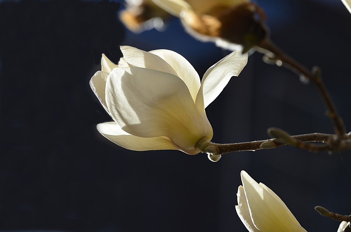 2025玉兰花（15）