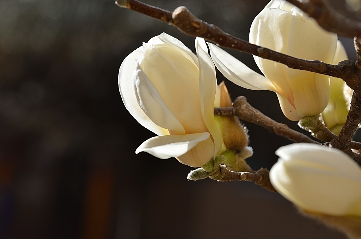 2025玉兰花（15）