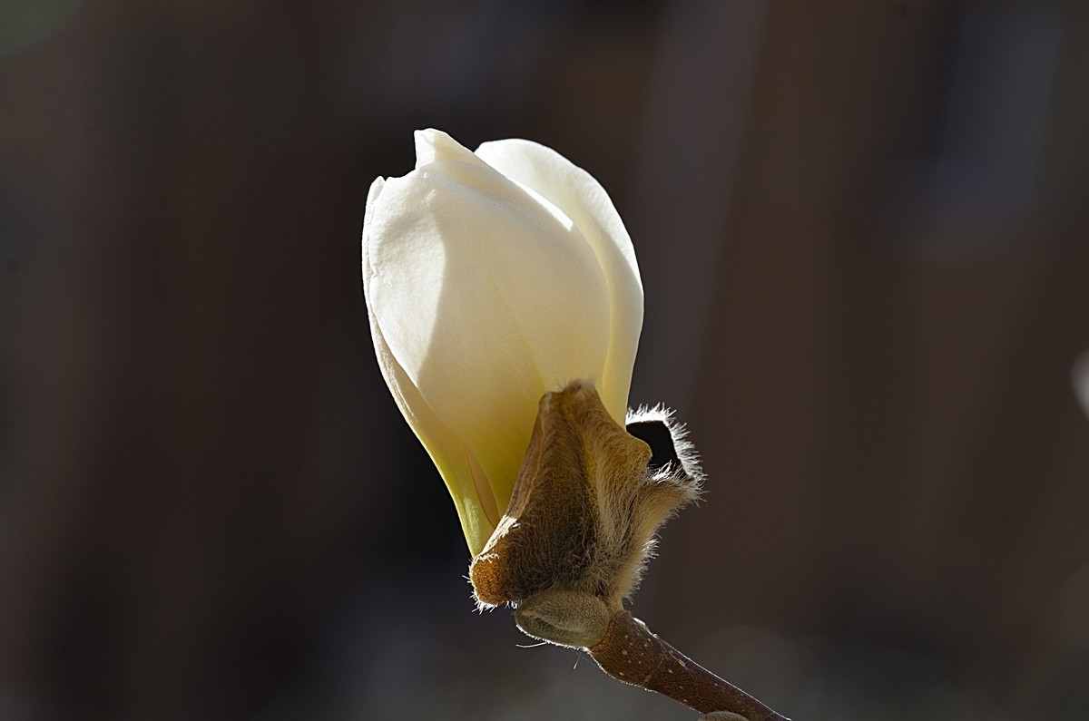 2025玉兰花（15）