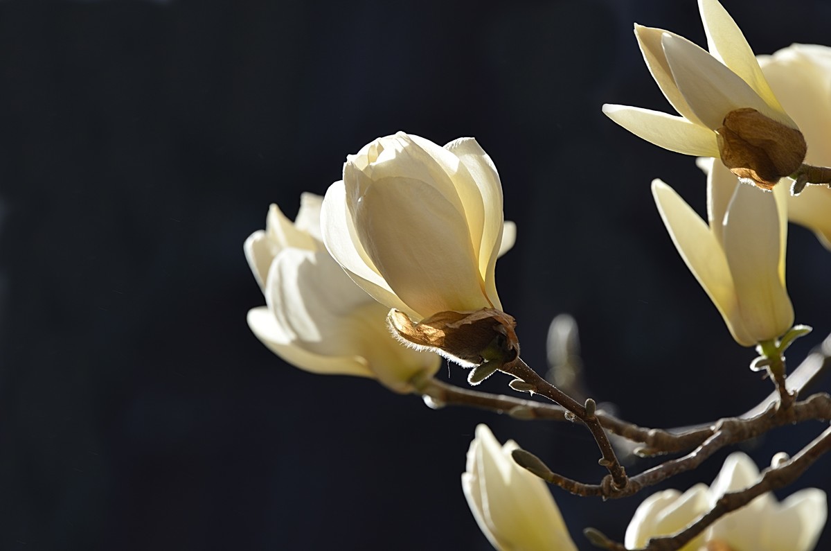 2025玉兰花（15）