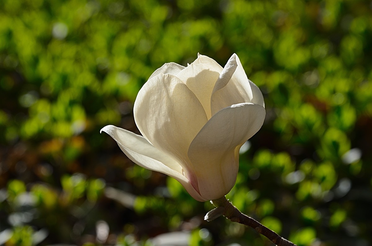 2025玉兰花（15）