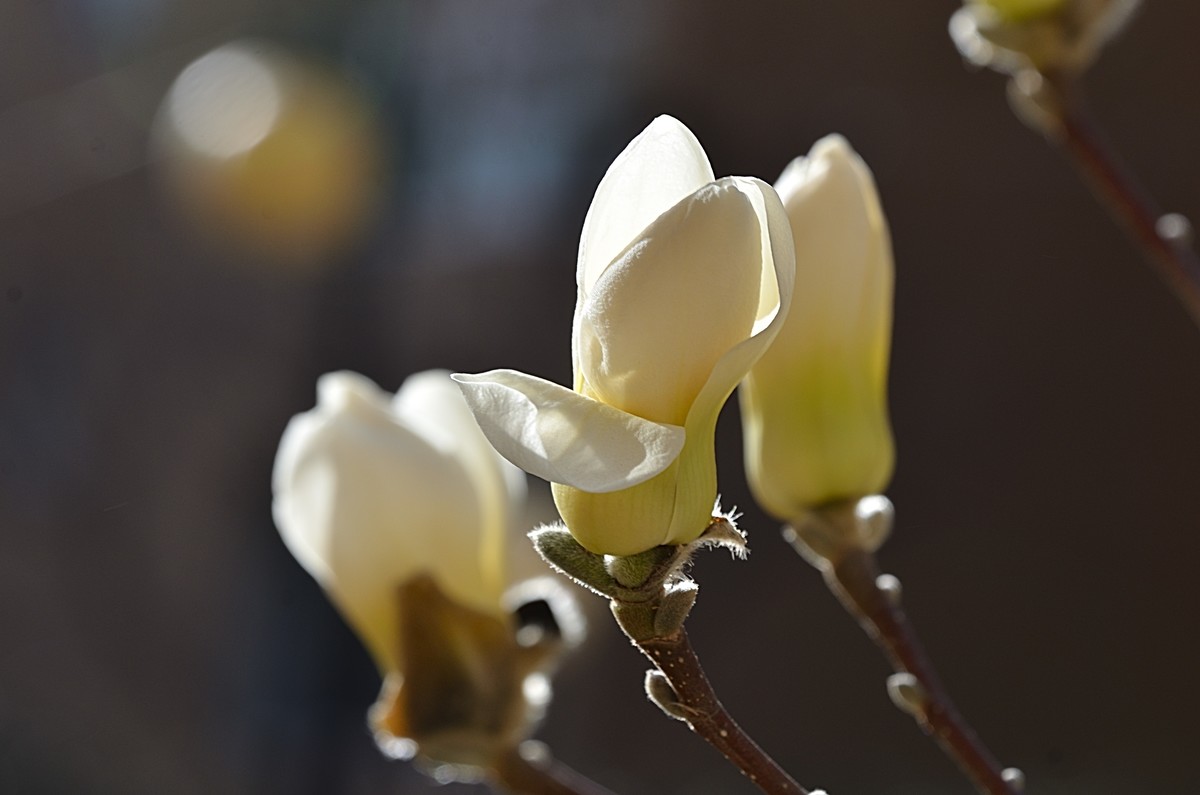 2025玉兰花（15）