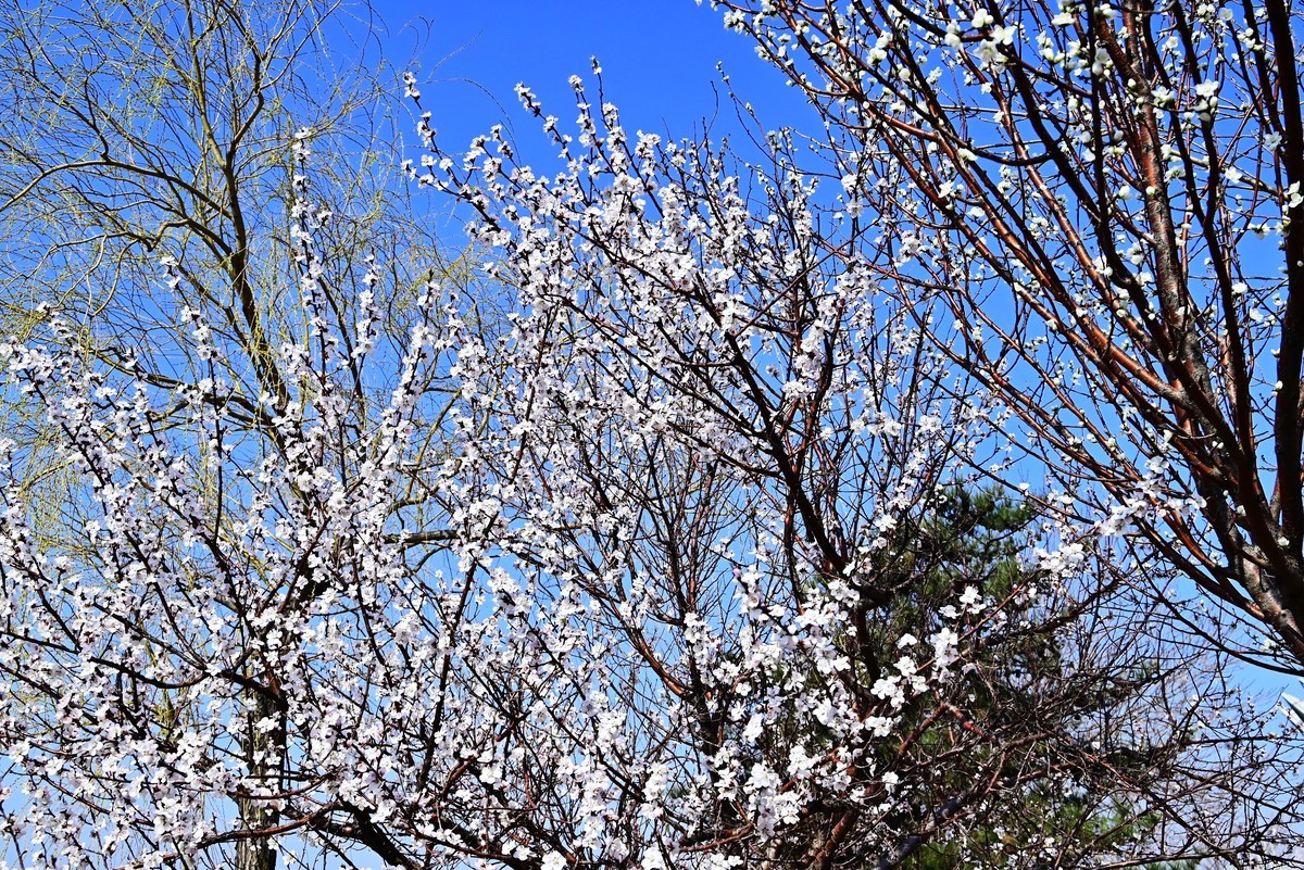 春暖花开万象更新