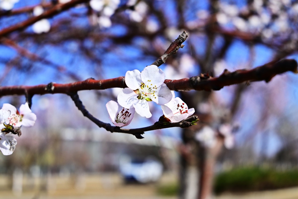 春暖花开万象更新