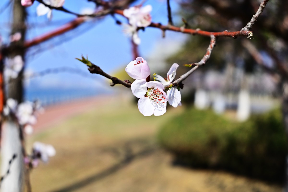 春暖花开万象更新