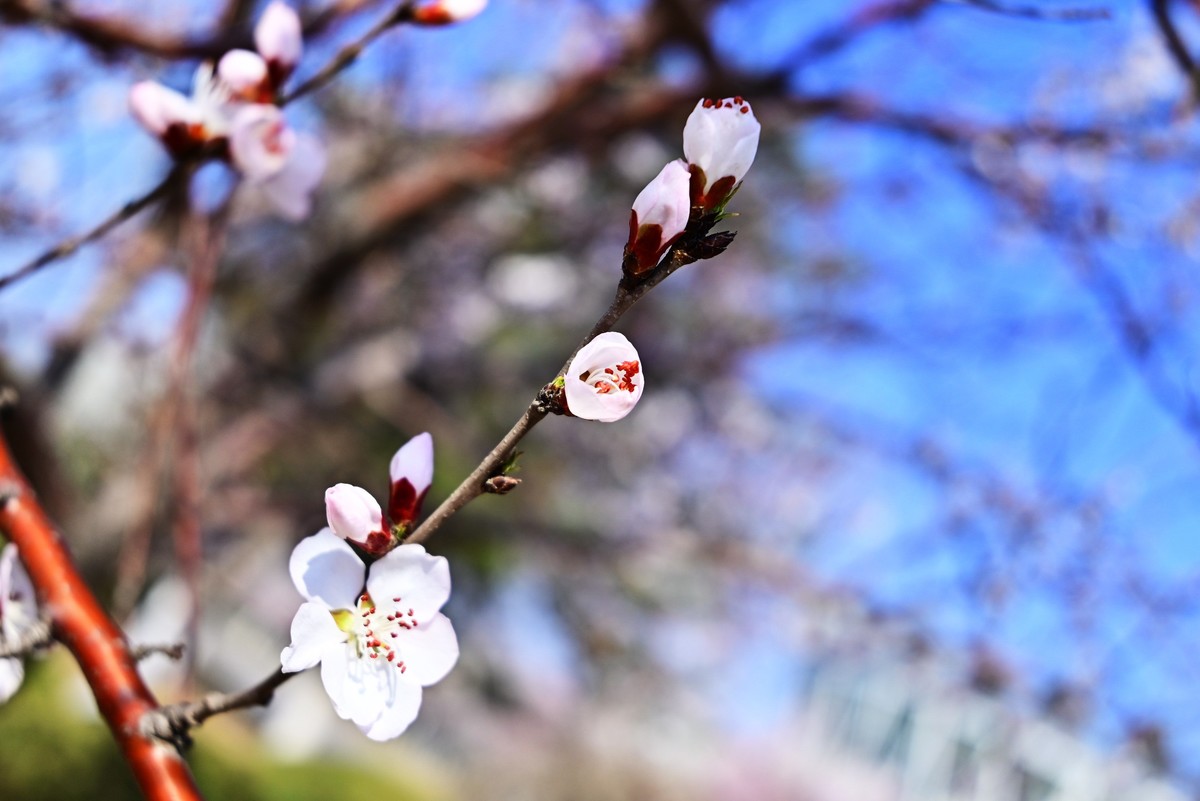 春暖花开万象更新