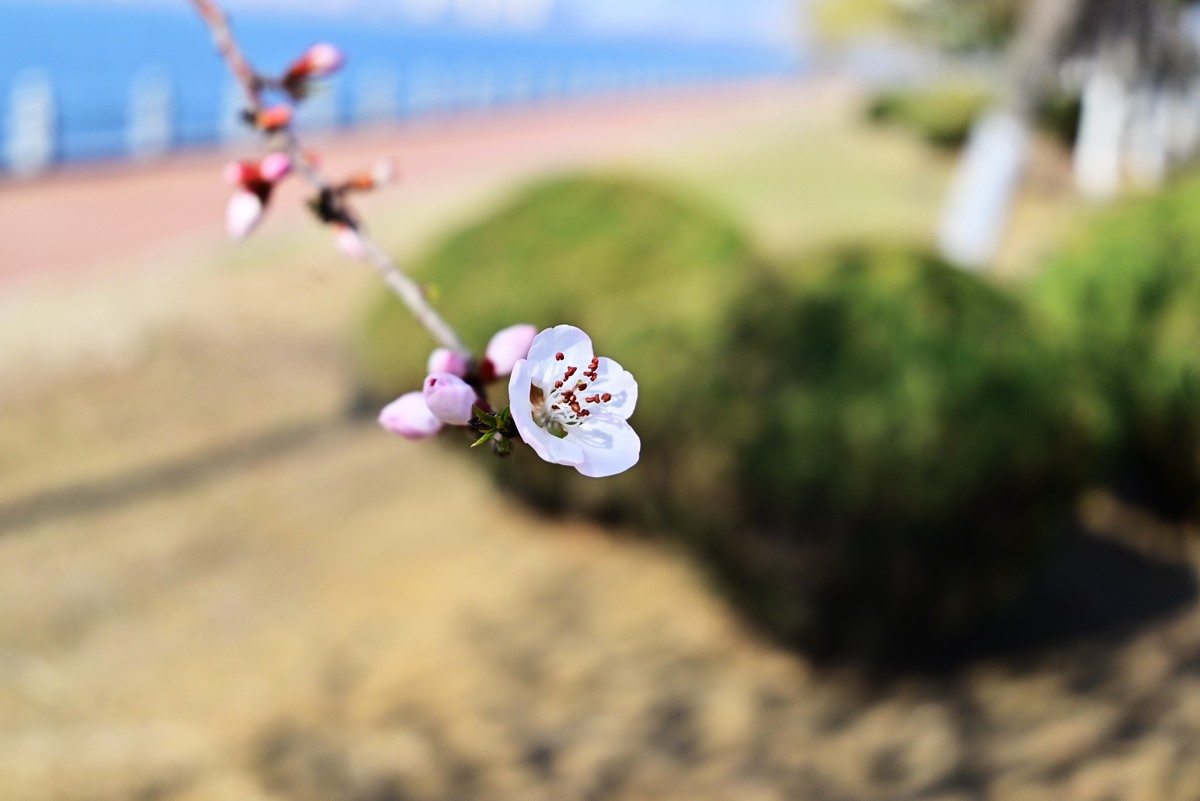 春暖花开万象更新