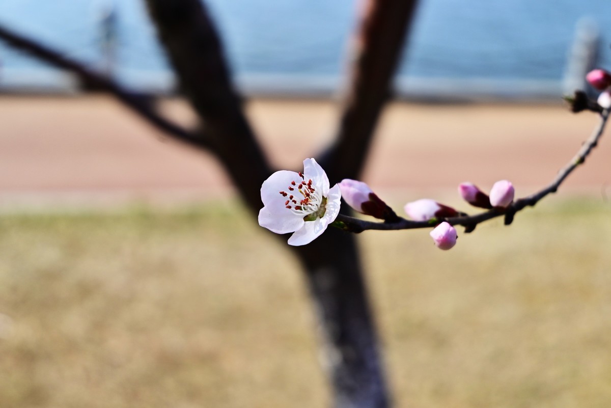 春暖花开万象更新