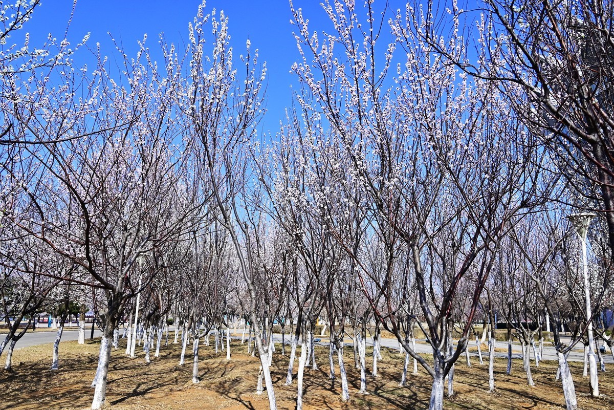 春暖花开万象更新
