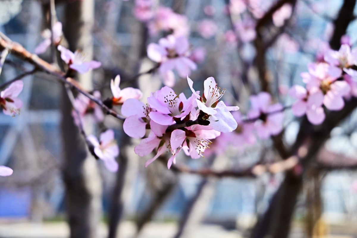 春暖花开万象更新