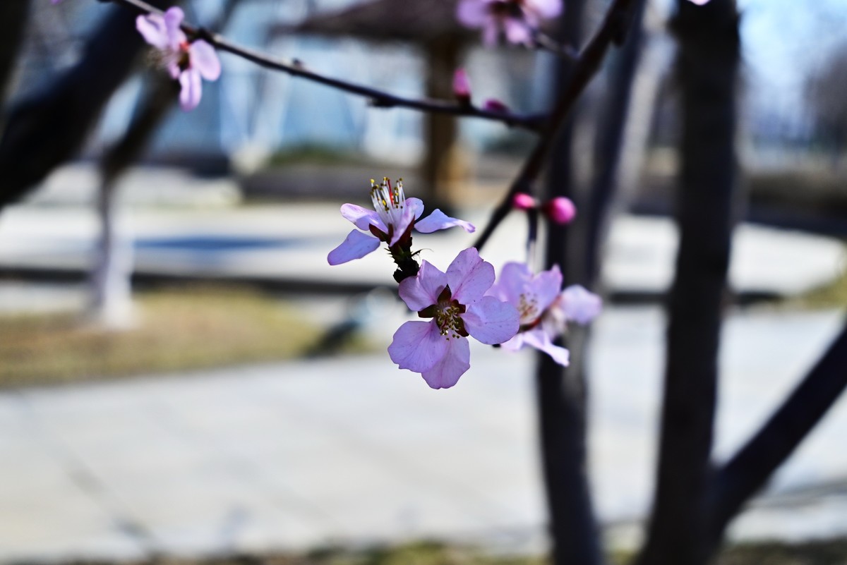 春暖花开万象更新