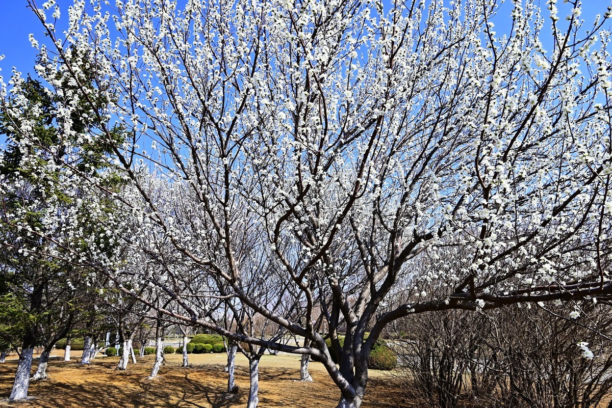 春暖花开万象更新