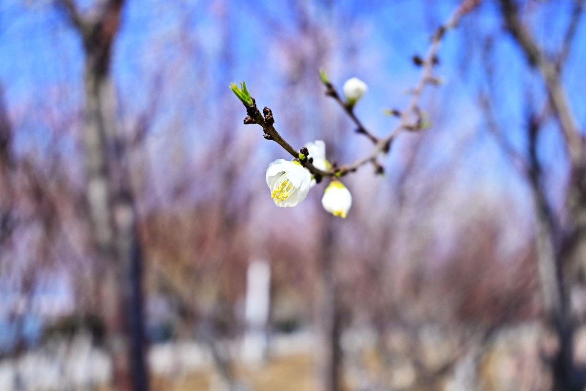 春暖花开万象更新