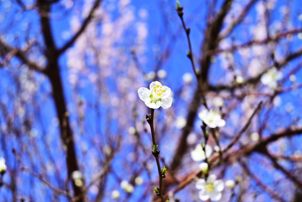春暖花开万象更新
