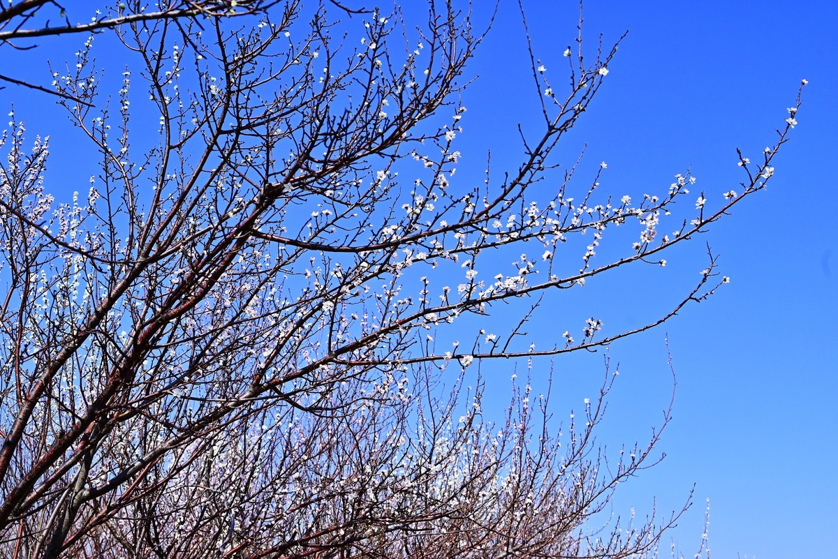 春暖花开万象更新