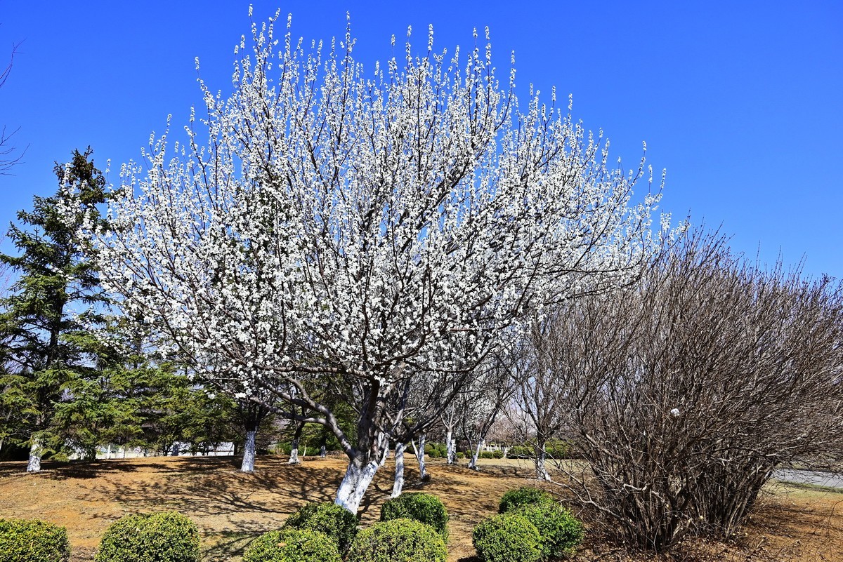 春暖花开万象更新