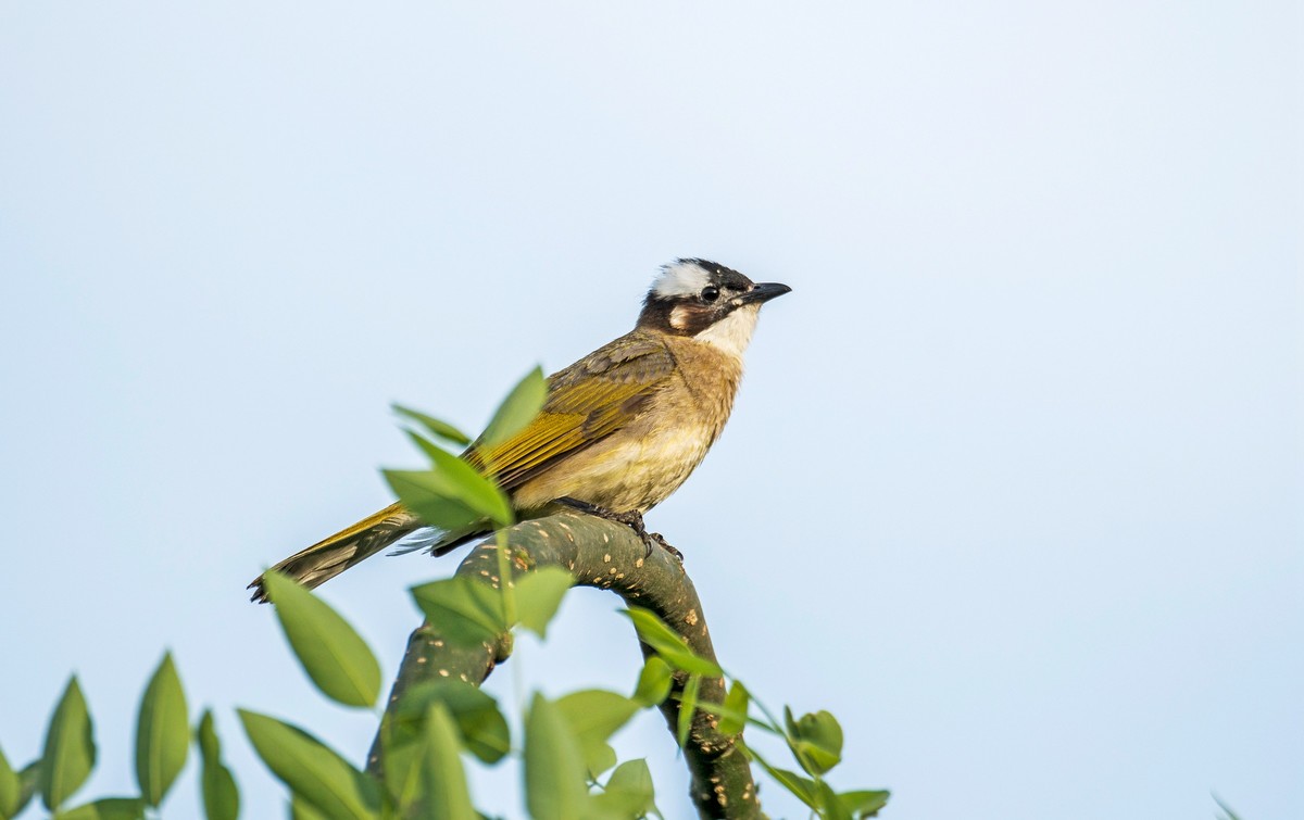 白头鹎（三十）