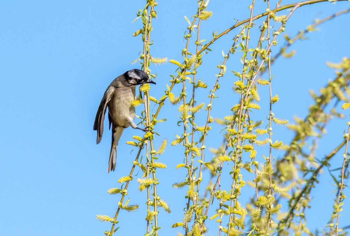 白头鹎（三十）