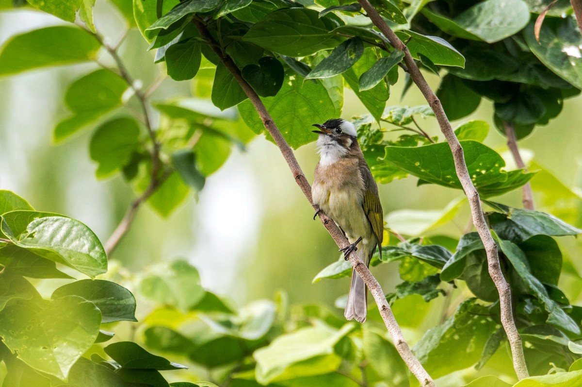 白头鹎（三十）