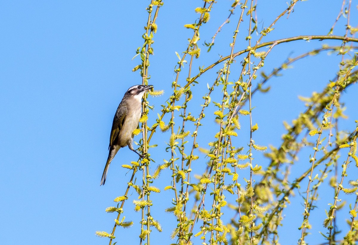 白头鹎（三十）