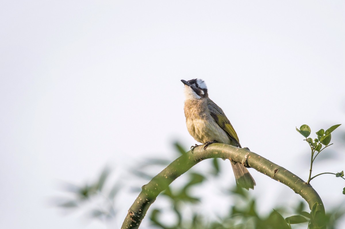 白头鹎（三十）