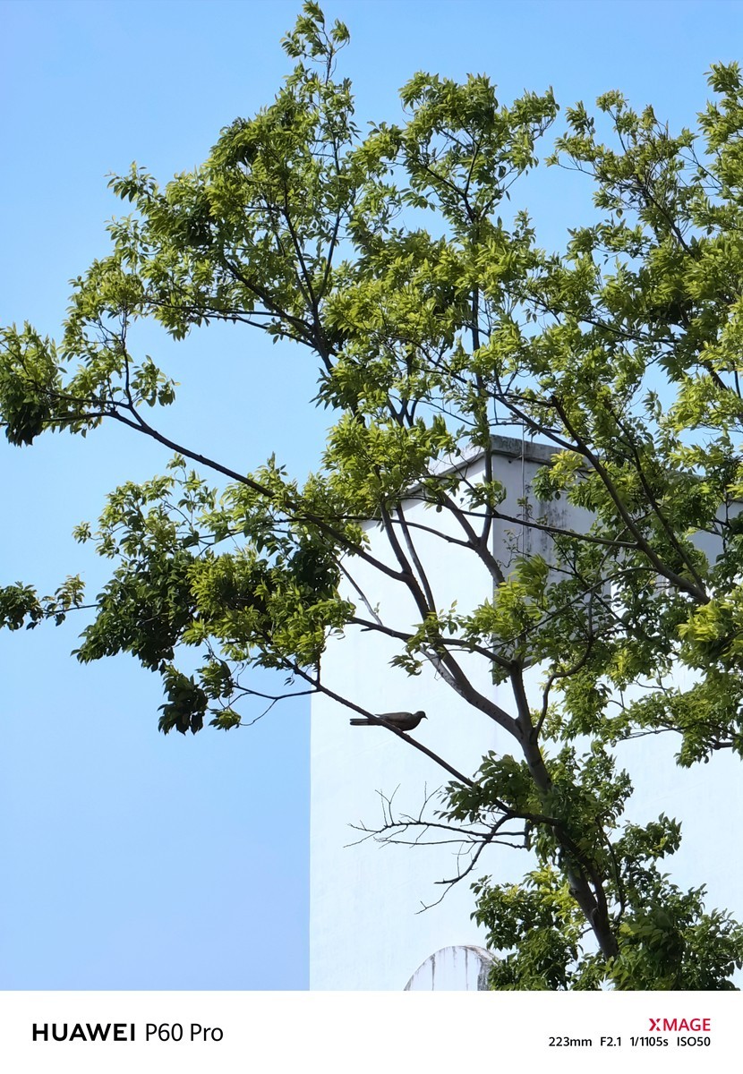 春日游拍之九