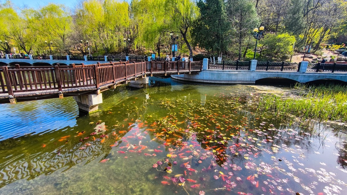 春 和 景 明 植 物 园 （ 二）