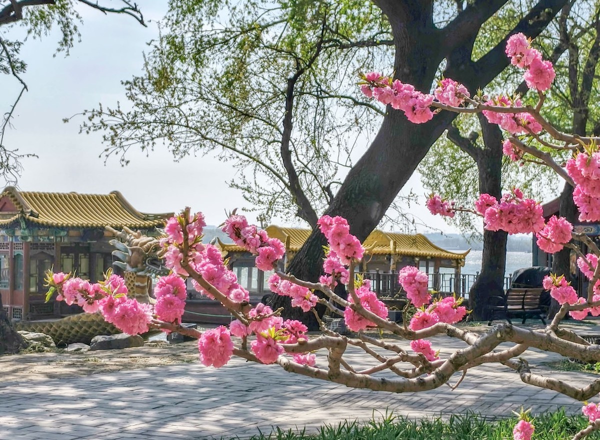 台风过后的颐和园（4）