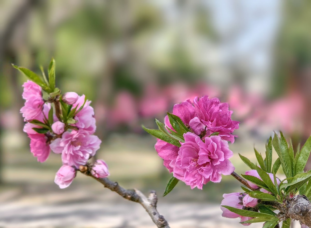 台风过后的颐和园（4）