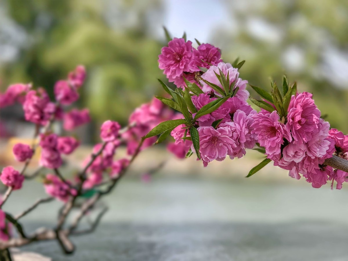 台风过后的颐和园（4）