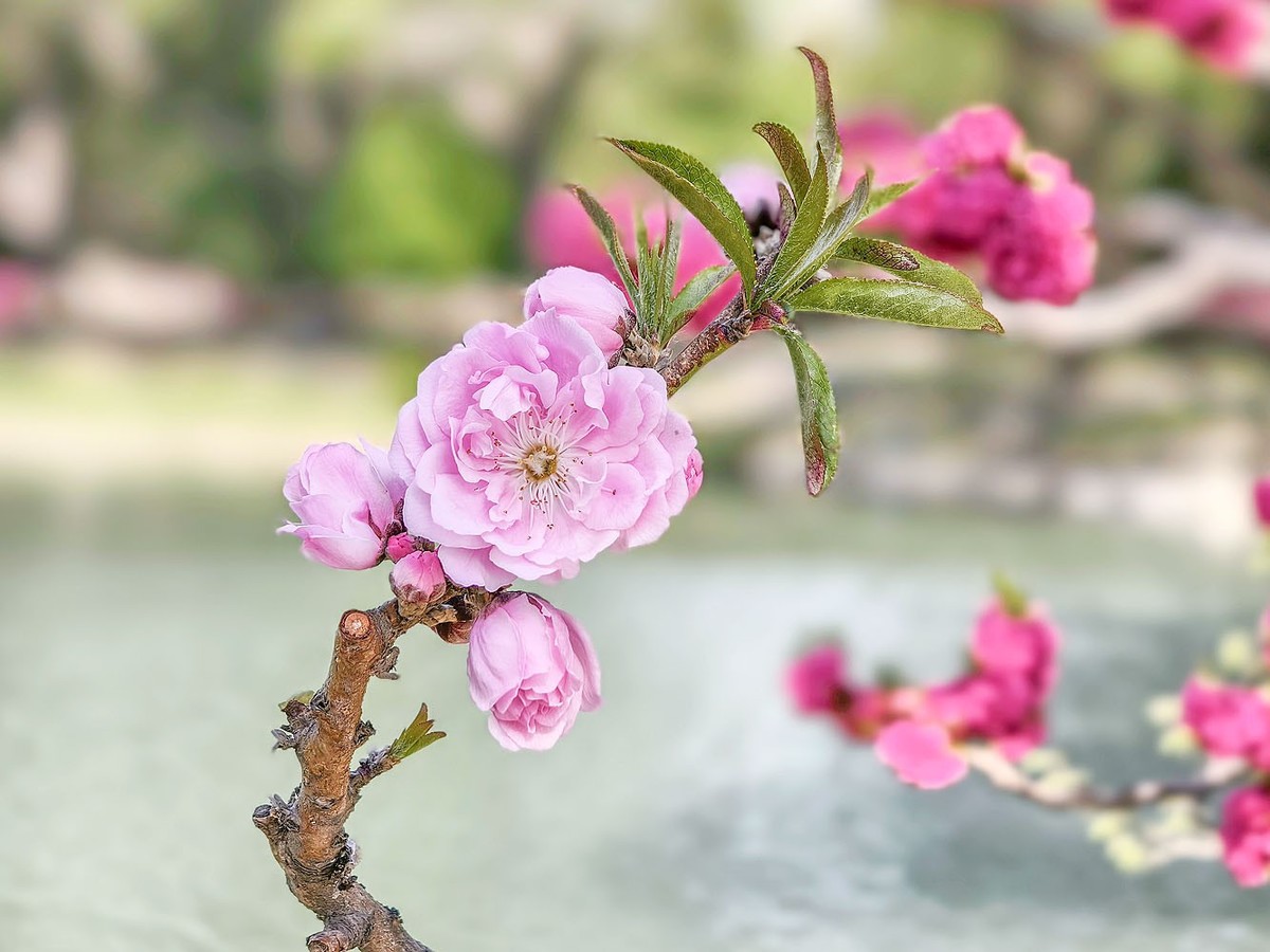 台风过后的颐和园（4）