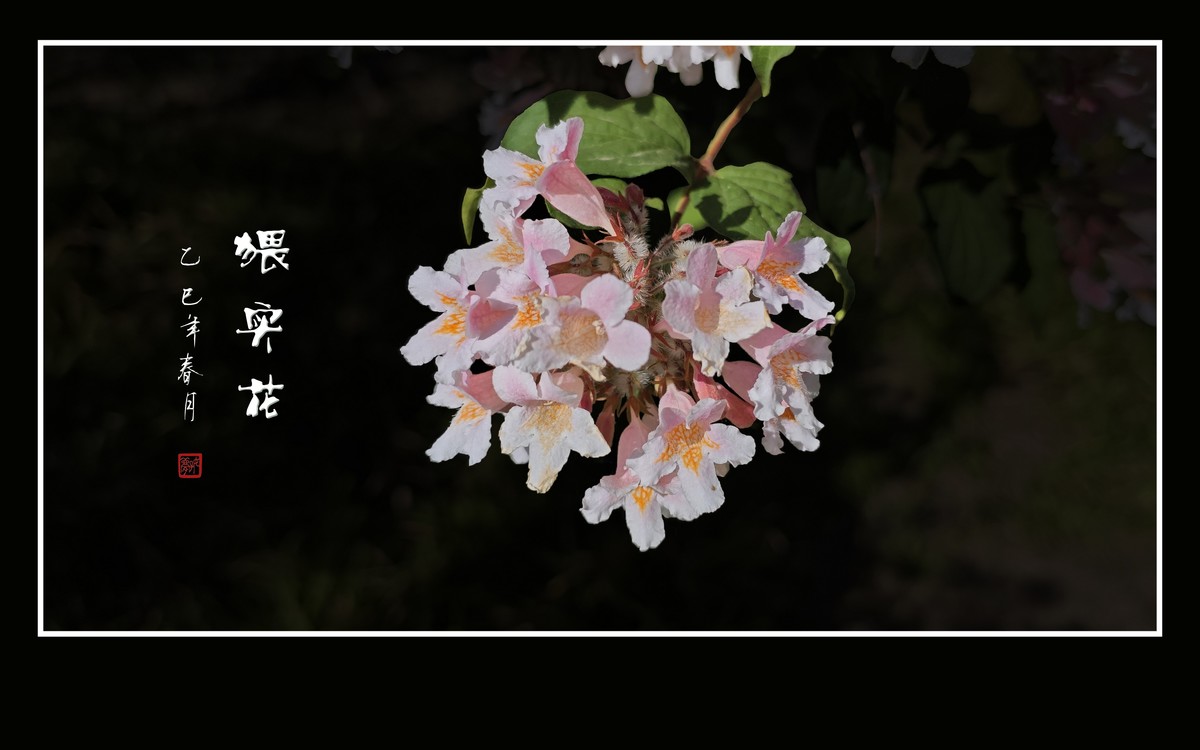 花团锦簇的猥实花