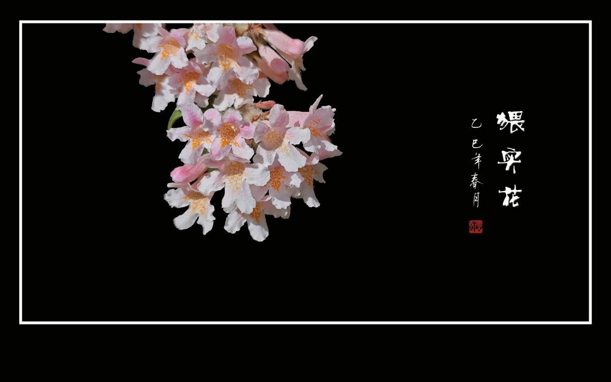 花团锦簇的猥实花