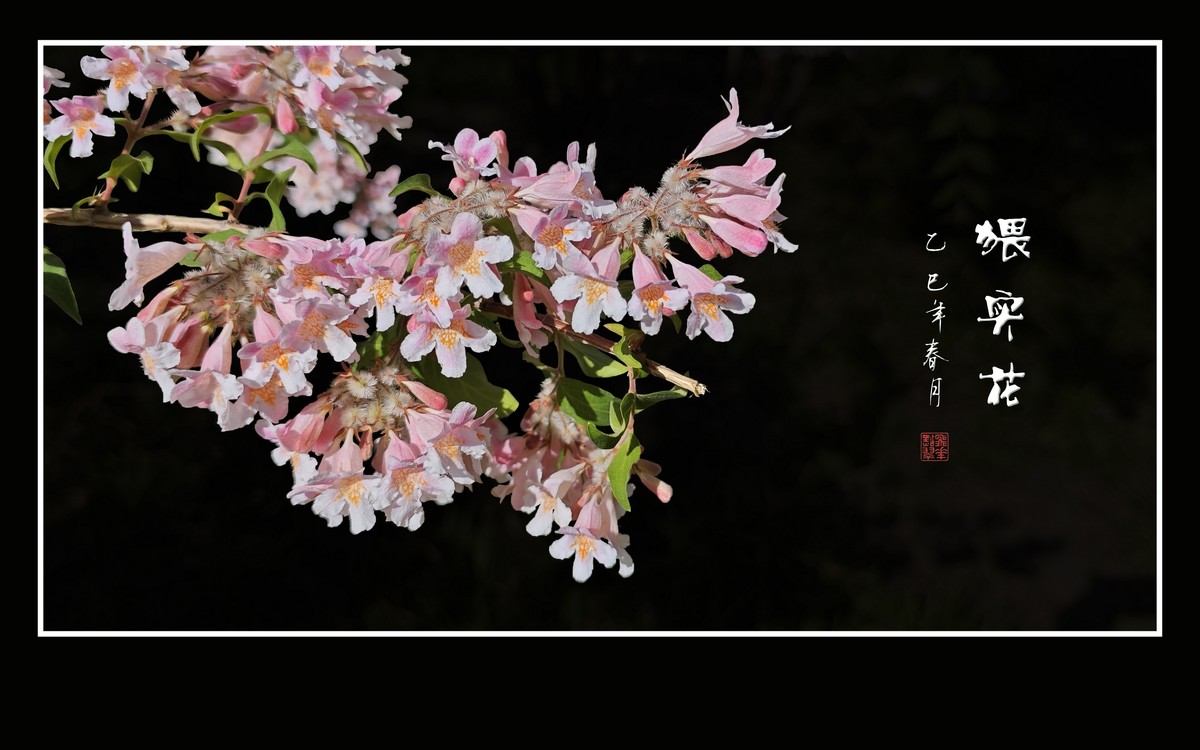 花团锦簇的猥实花