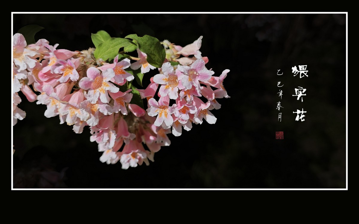 花团锦簇的猥实花