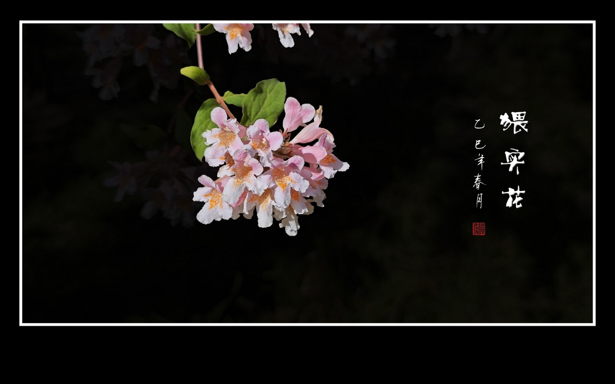 花团锦簇的猥实花