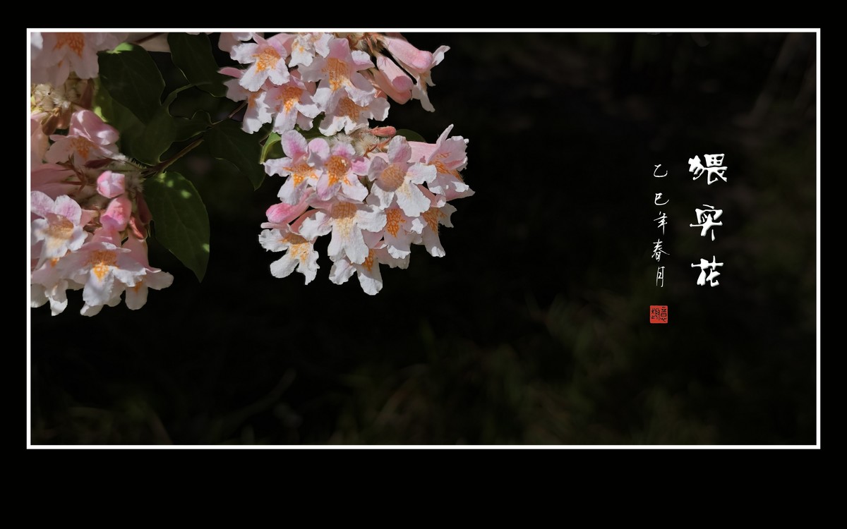 花团锦簇的猥实花