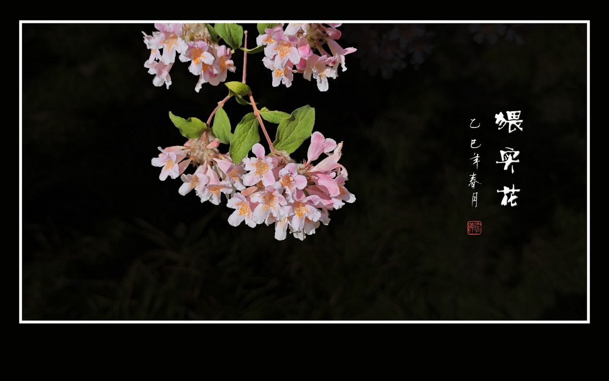 花团锦簇的猥实花