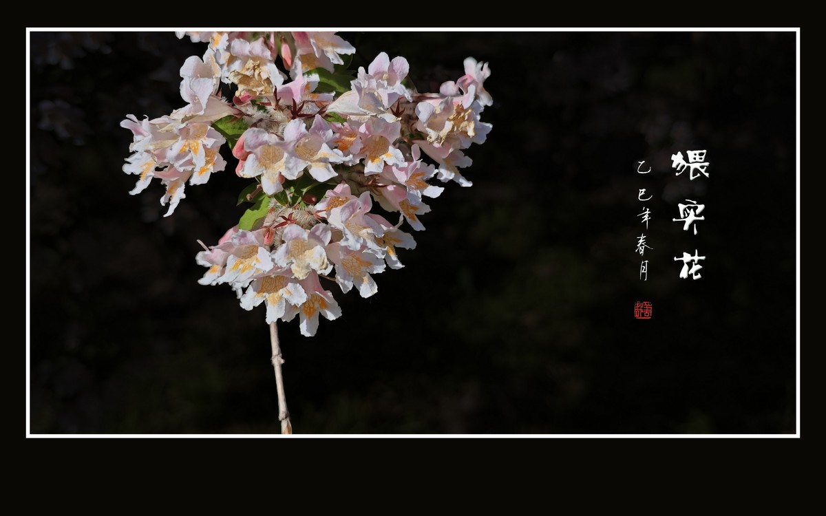 花团锦簇的猥实花